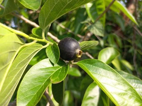 Ankol black fruit in the hand and Ankol fruit in a tree Stock Photos