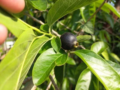 Ankol black fruit in the hand and Ankol fruit in a tree Stock Photos