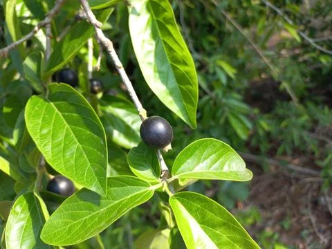 Ankol black fruit in the hand and Ankol fruit in a tree Stock Photos