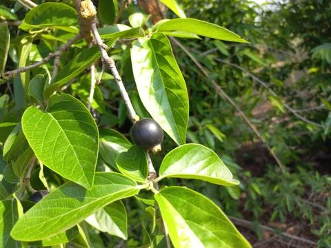 Ankol black fruit in the hand and Ankol fruit in a tree Stock Photos