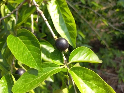 Ankol black fruit in the hand and Ankol fruit in a tree Stock Photos