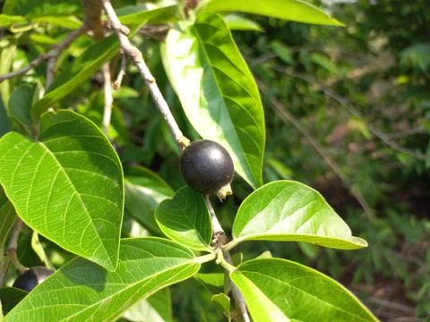 Ankol black fruit in the hand and Ankol fruit in a tree Stock Photos