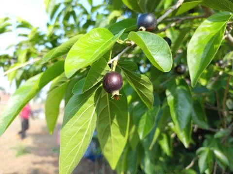 Ankol black fruit in the hand and Ankol fruit in a tree Stock Photos
