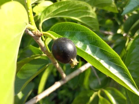Ankol black fruit in the hand and Ankol fruit in a tree Stock Photos