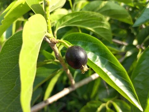 Ankol black fruit in the hand and Ankol fruit in a tree Stock Photos