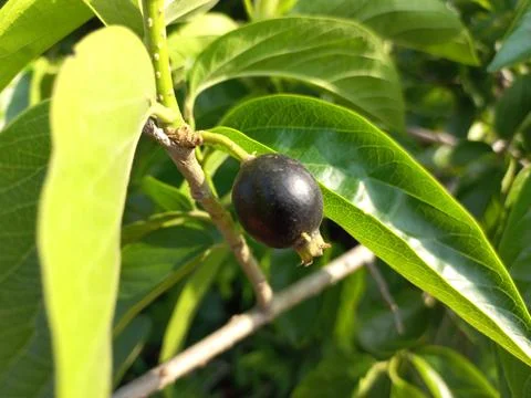 Ankol black fruit in the hand and Ankol fruit in a tree Stock Photos