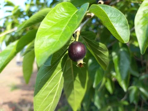 Ankol black fruit in the hand and Ankol fruit in a tree Stock Photos