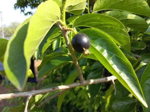 Ankol black fruit in the hand and Ankol fruit in a tree Stock Photos