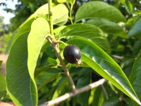 Ankol black fruit in the hand and Ankol fruit in a tree Stock Photos
