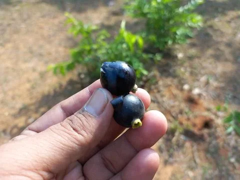 Ankol black fruit in the hand and Ankol fruit in a tree Stock Photos