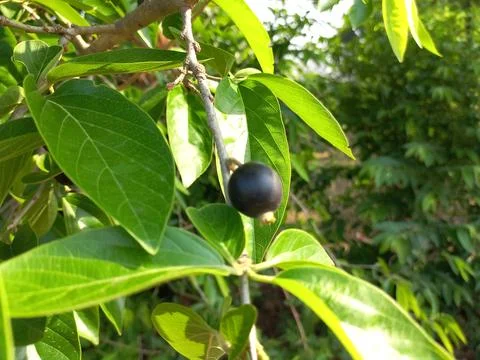 Ankol black fruit in the hand and Ankol fruit in a tree Stock Photos