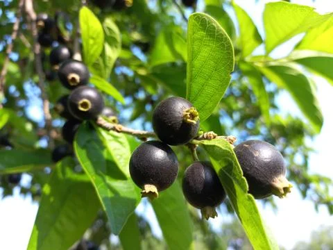 Ankol black fruit in the hand and Ankol fruit in a tree Stock Photos