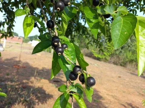 Ankol black fruit in the hand and Ankol fruit in a tree Stock Photos