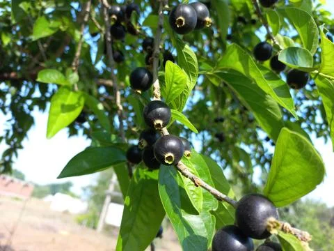 Ankol black fruit in the hand and Ankol fruit in a tree Stock Photos