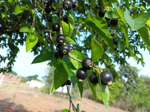 Ankol black fruit in the hand and Ankol fruit in a tree Stock Photos