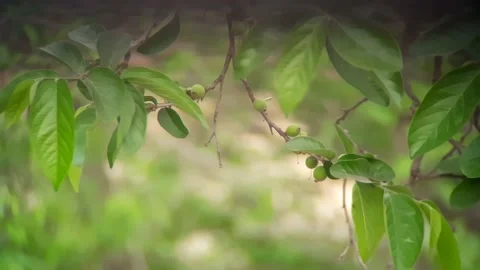 Ankol or Sage-leaved Alangium, a medicinal tree with fragrant Stock Footage 182304658