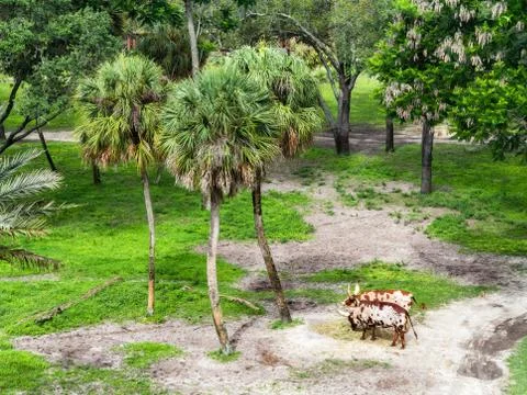 Ankole Cattle Stock Photos
