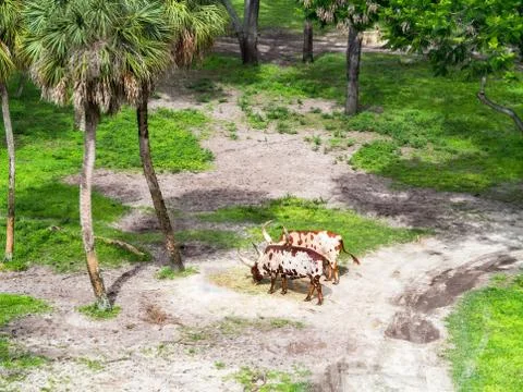 Ankole Cattle Stock Photos