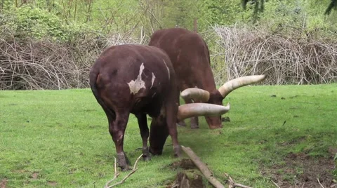 Ankole Cow Stock Footage 45631056