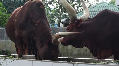 Ankole Watusi Cattle Vídeos de archivo 119797802