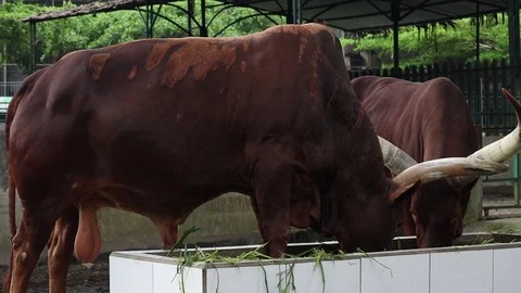 Ankole Watusi Cattle Stock Footage 119797810