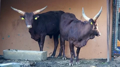 Ankole-Watusi stand in a zoo Stock Footage
