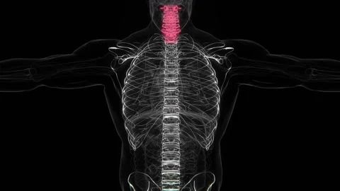 Ankylosing spondylitis Indication X-ray video in HD | Spondylosis spine X-ray Stock-Footage 330913487