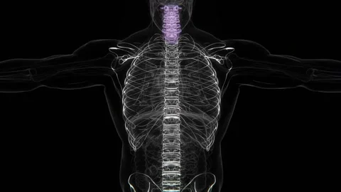 Ankylosing spondylitis Indication X-ray vertical video in HD | Spondylosis Stock Footage 330914415