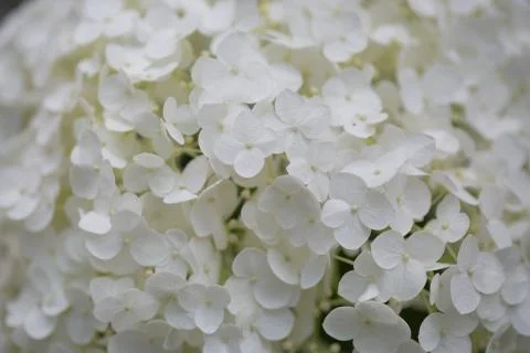 Annabelle Hydrangea, Close up full frame texture of flowers Stock Photos