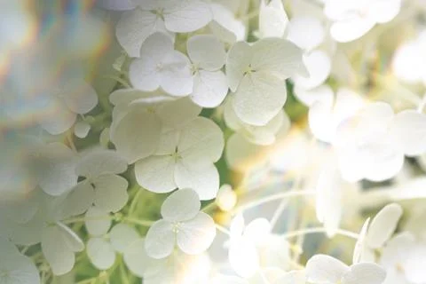 Annabelle Hydrangea, full frame texture of flowers with soft focus Stock Photos