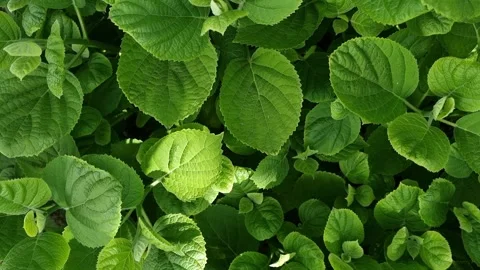 Annabelle Hydrangea Leaves Close-Up Stock Footage 275582927