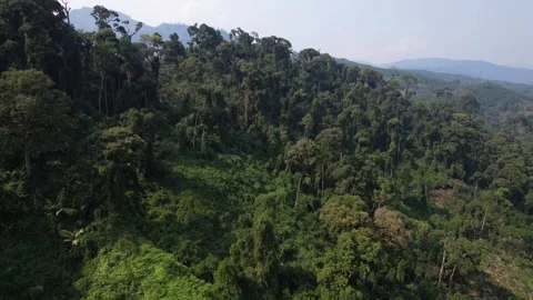 Annamite Range Lush Aerial Forest Vista Stock Footage 265952261