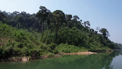 Annamite Range Serenity, Dense Tropical Forest Stock Footage 265951880
