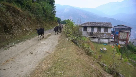 Annapurna base camp trek. General view of the village Tolka, Nepal, Asia. Stock Footage 108710862
