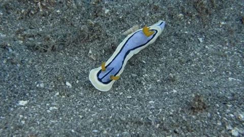 Anna's Chromodoris Stock Footage 340301620