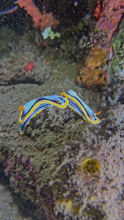 Anna's Chromodoris Stock Footage 340678053