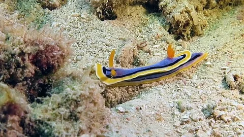 Annas chromodoris nudibranch, chromodoris annae crawls across the seafloor Bali Stock Footage