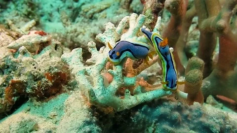 Annas chromodoris nudibranch, chromodoris annae crawls on coral, Bali Stock Footage