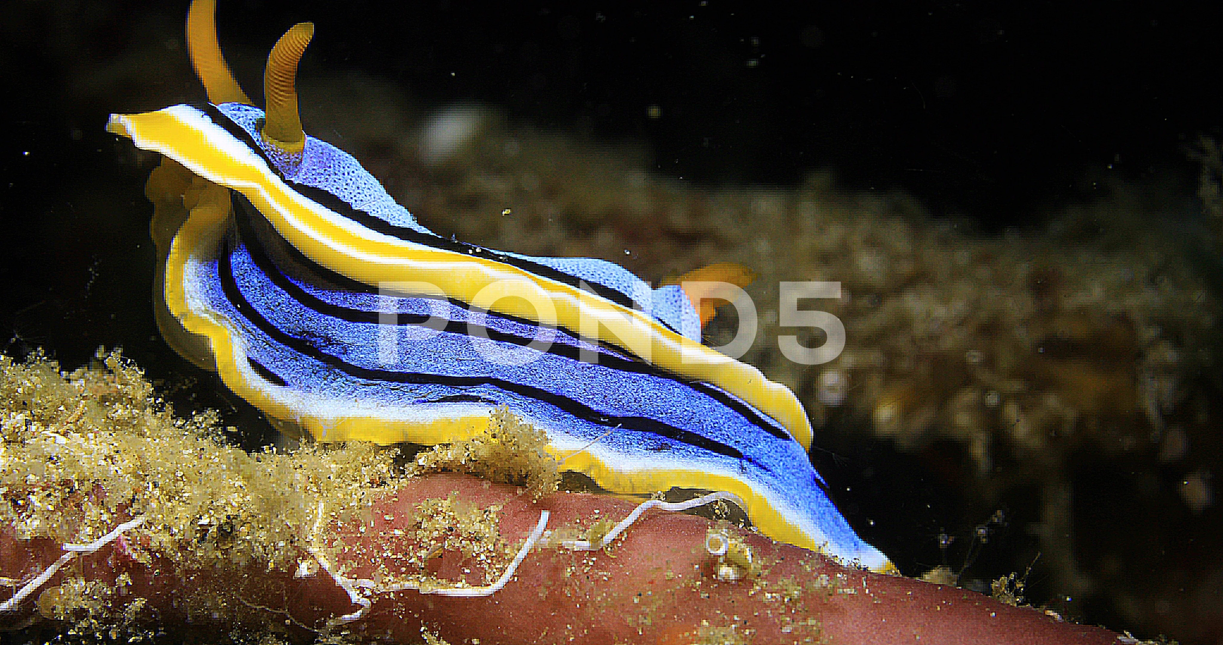 electric sea slug
