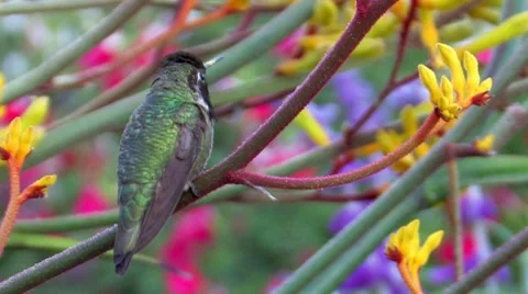 Anna's Hummingbird 2 Stock Footage 8506866