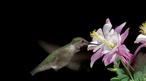 Anna's Hummingbird 2 Stock Footage 8550580