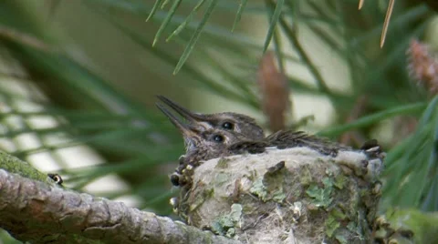 Anna's Hummingbird 4 Video stock 8550559