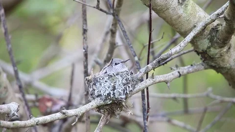 Annas Hummingbird chicks Stock Footage 108187206