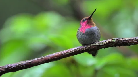 Anna's Hummingbird Displaying Gorget Feathers Stock Footage 281435788