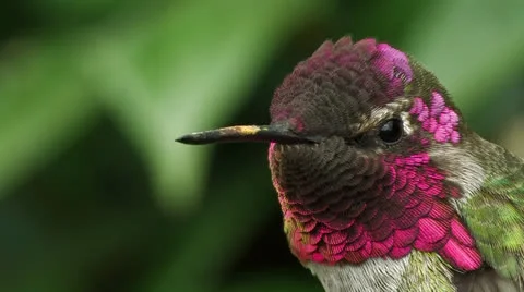 Anna's Hummingbird EECU head study 1 스톡 동영상 22580770