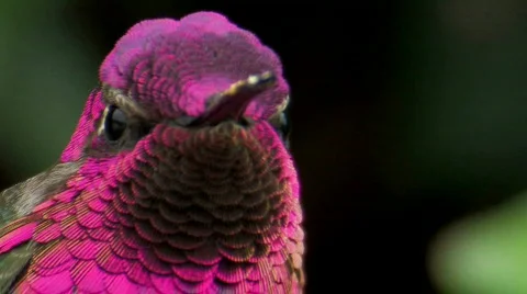 Anna's Hummingbird Stock Footage 282049