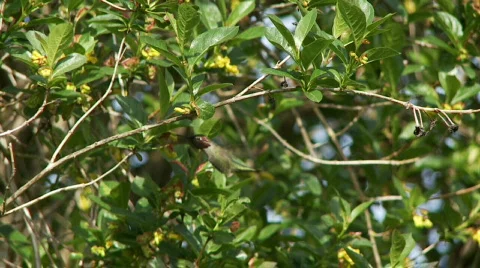 Anna's Hummingbird Stock Footage