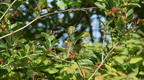 Anna's Hummingbird Stock Footage