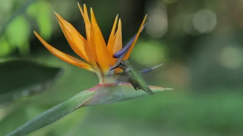 Anna's Hummingbird Stock-Footage 21933085