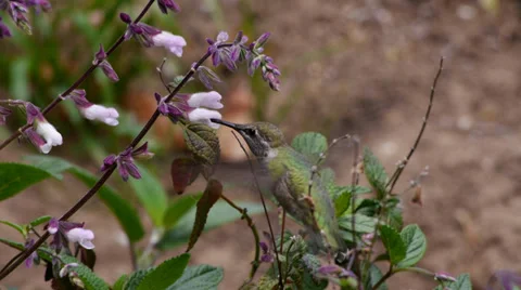 Annas Hummingbird Stock Footage 35194053